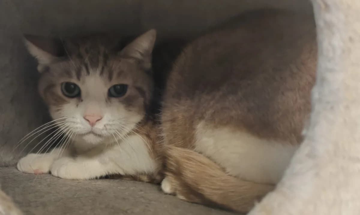 BASTET, male senior mixed breed for adoption at SPA Gennevilliers (Grammont), Gennevilliers