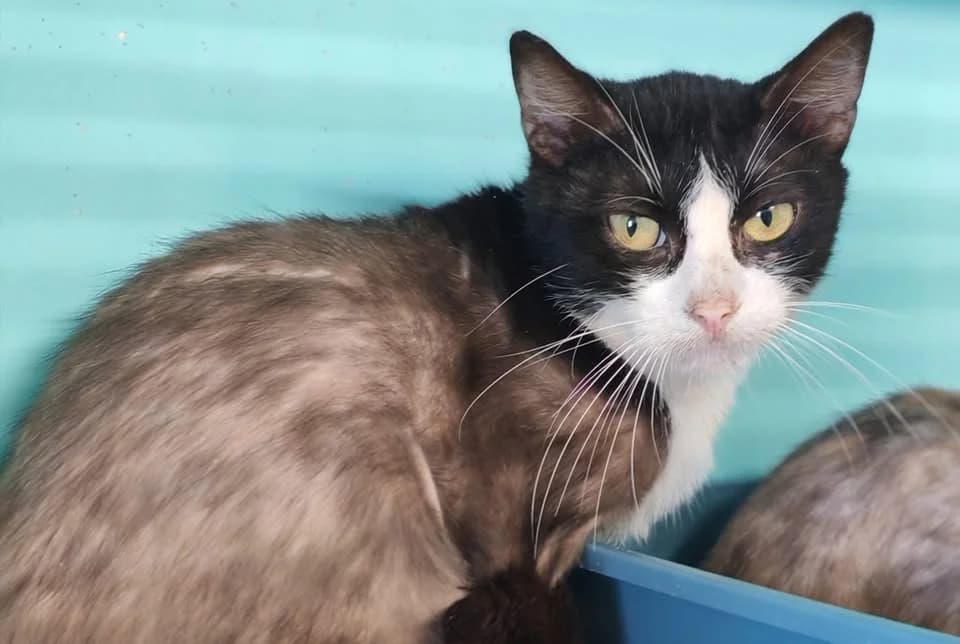 CHOUX-FLEUR, female Mixed Breed for adoption at SPA Gennevilliers (Grammont), Gennevilliers