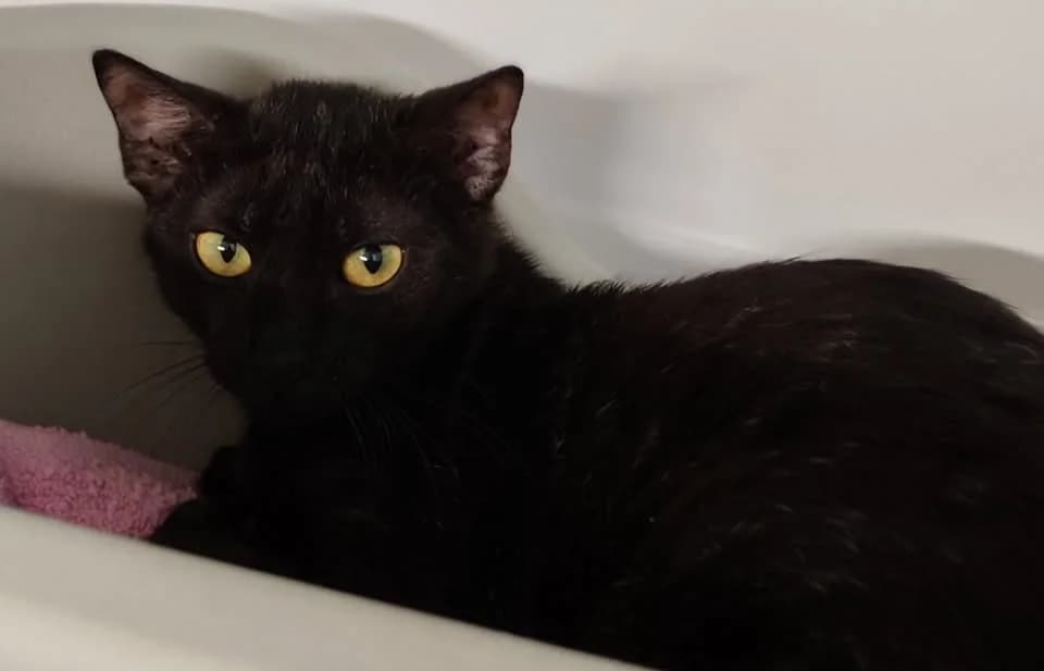 BLACKIE, female mixed breed for adoption at SPA Gennevilliers (Grammont), Gennevilliers