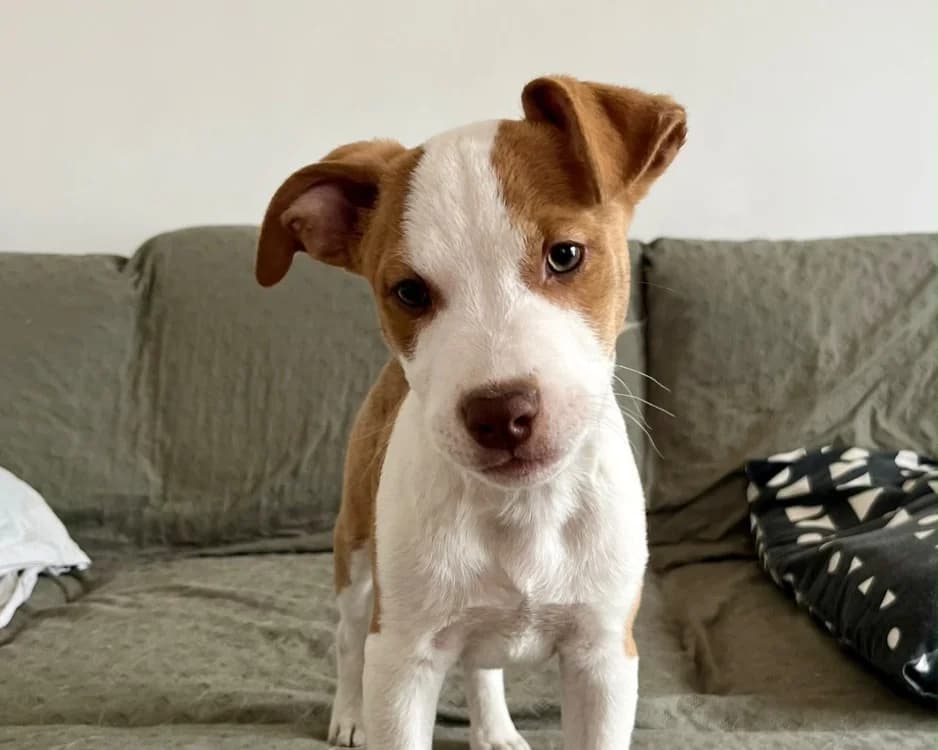 HOMARD, male puppy Mixed Breed for adoption at SPA Gennevilliers (Grammont), Gennevilliers