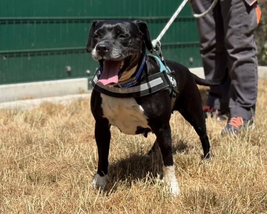 MEGANE, female 6yo mixed breed for adoption at SPA Gennevilliers (Grammont), Gennevilliers