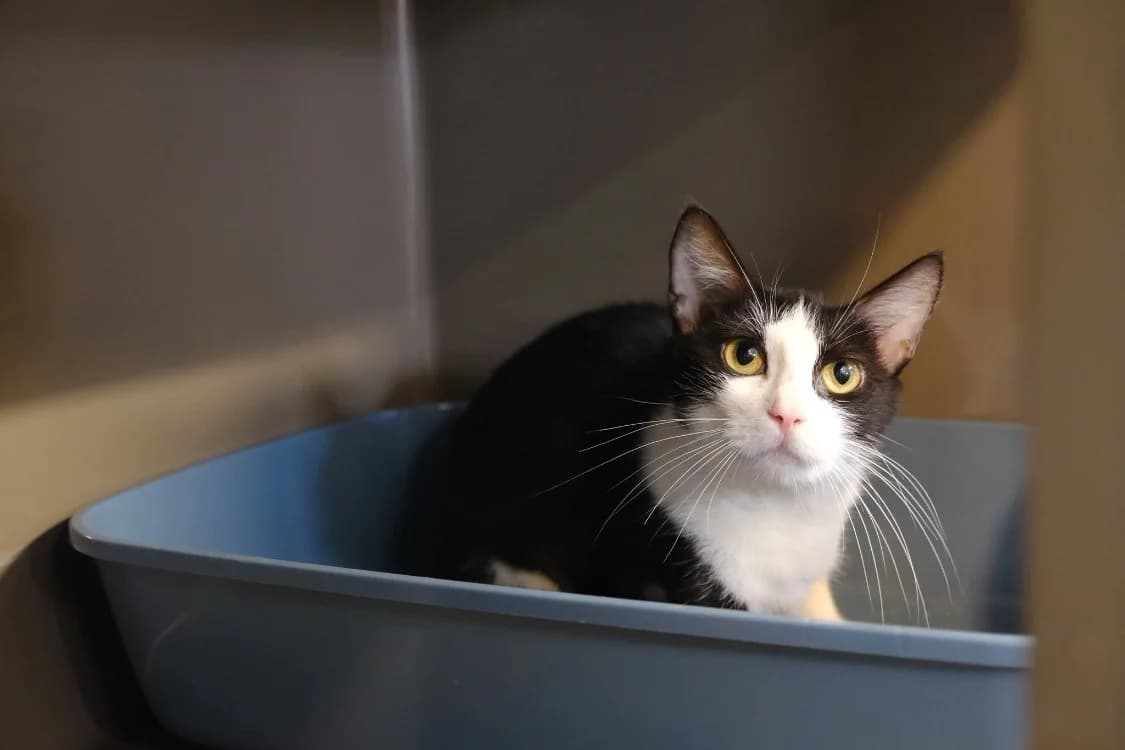 MYRTILLE, female mixed breed for adoption at SPA Gennevilliers (Grammont), Gennevilliers