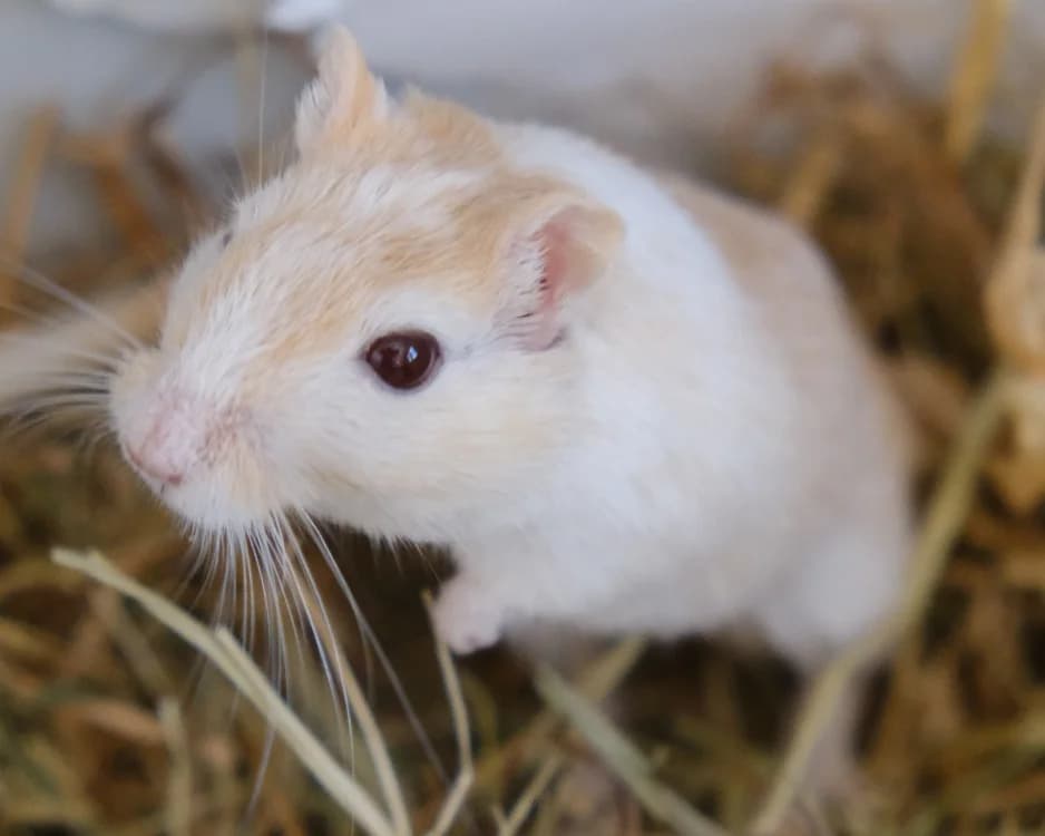 Caramel, male Mixed Breed for adoption at SPA Gennevilliers (Grammont), Gennevilliers