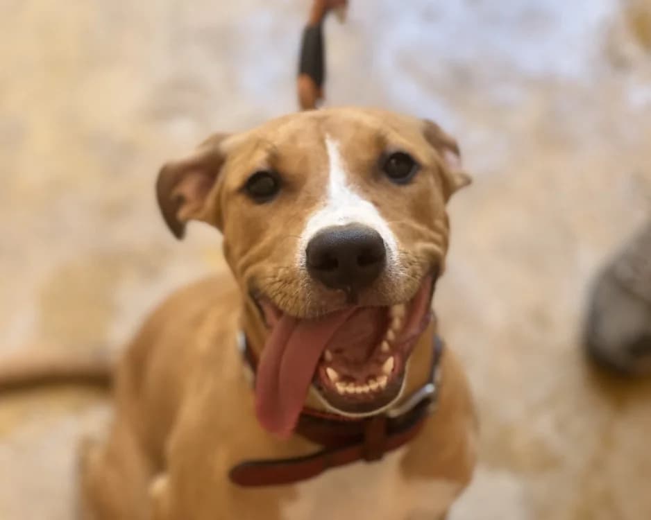 STELLA, female Staffordshire Bull Terrier for adoption at SPA Gennevilliers (Grammont), Gennevilliers