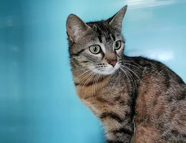 CORANE, female senior Mixed Breed for adoption at SPA Gennevilliers (Grammont), Gennevilliers