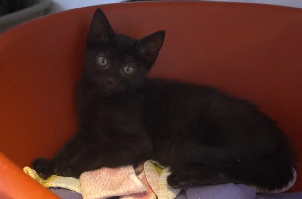 NOVA, female Border Collie for adoption at SPA Gennevilliers (Grammont), Gennevilliers