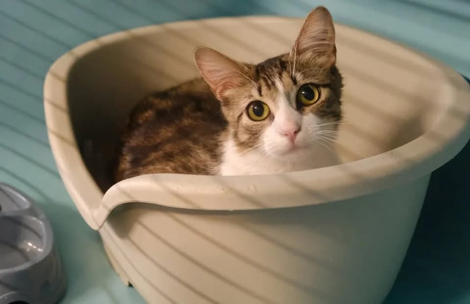 CLOTILDETTE, female young Mixed Breed for adoption at SPA Gennevilliers (Grammont), Gennevilliers