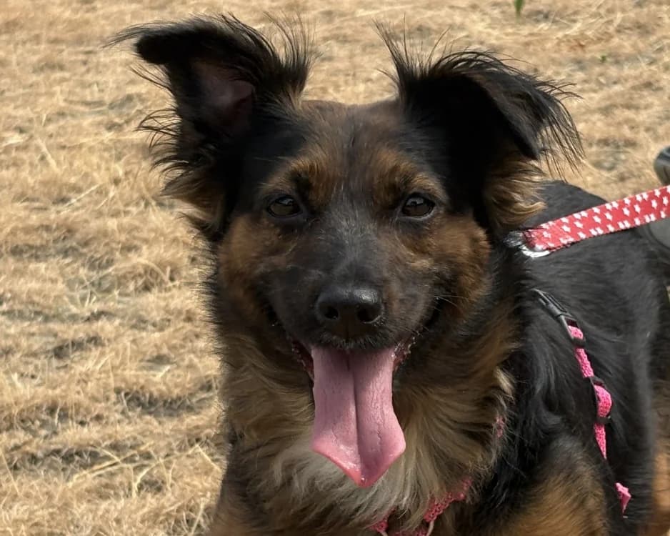 KEYSA, female young Mixed Breed for adoption at SPA Gennevilliers (Grammont), Gennevilliers