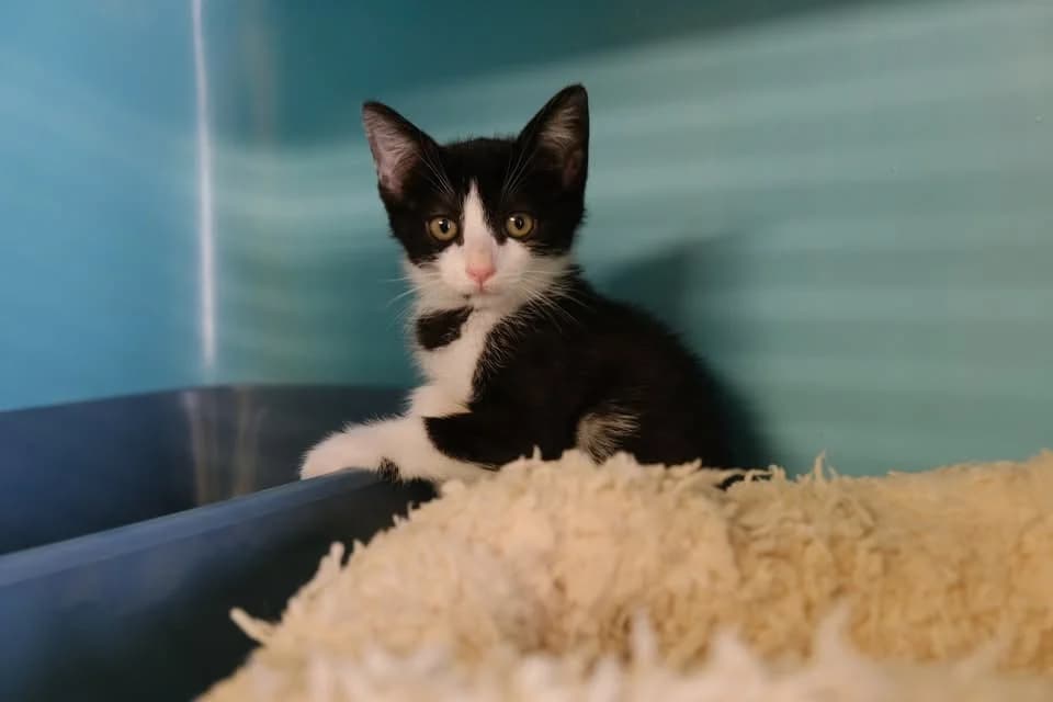 GARZA, female Mixed Breed for adoption at SPA Gennevilliers (Grammont), Gennevilliers
