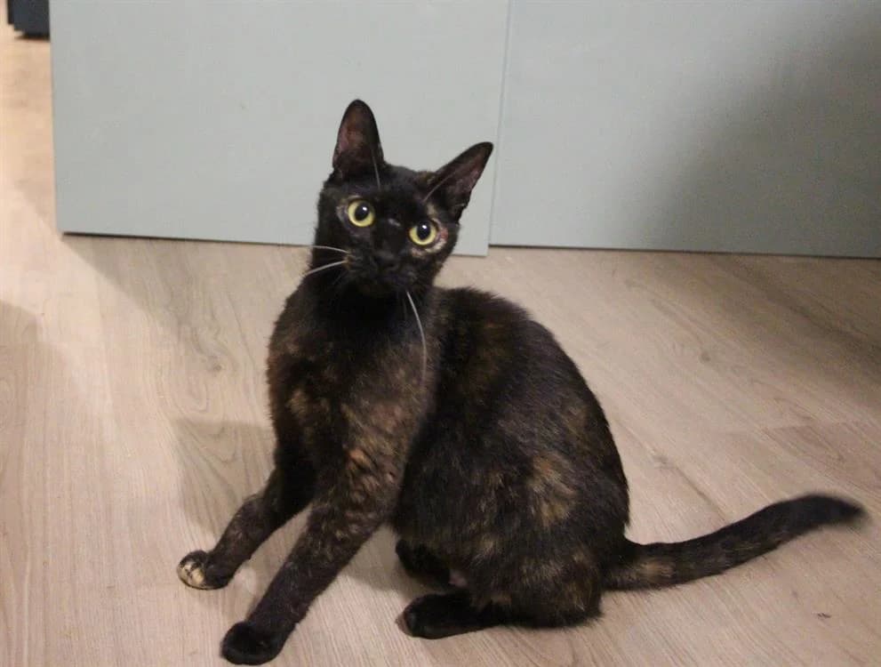 ANGELE, female young Mixed Breed for adoption at SPA Gennevilliers (Grammont), Gennevilliers