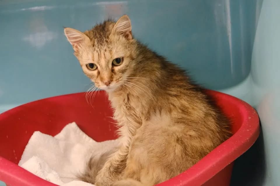 ELIJAH, female young Mixed Breed for adoption at SPA Gennevilliers (Grammont), Gennevilliers