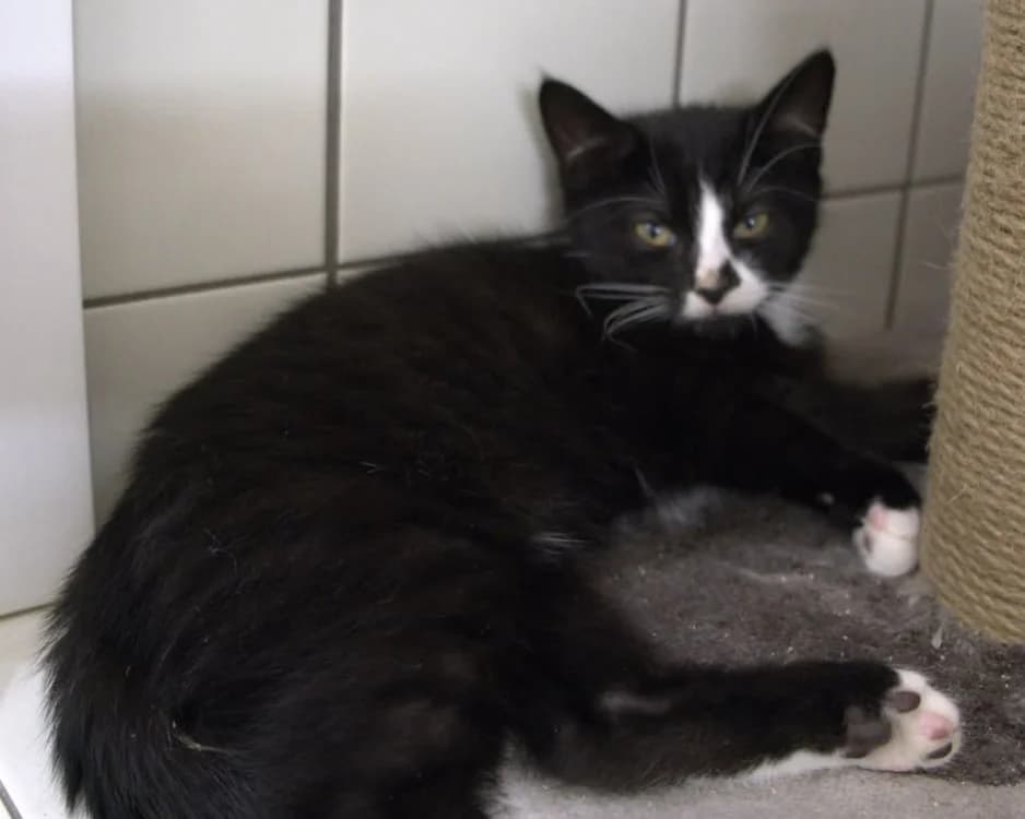 PIGALLE, female Mixed Breed for adoption at SPA Gennevilliers (Grammont), Gennevilliers