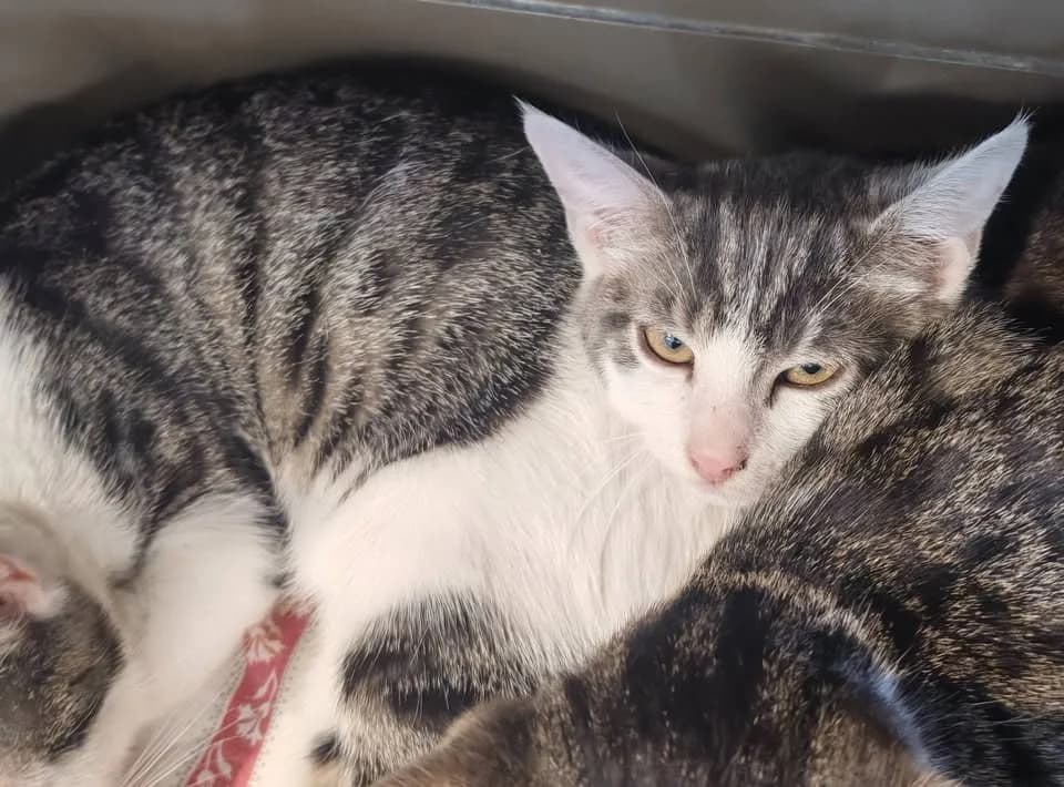 GALVA, male Mixed Breed for adoption at SPA Gennevilliers (Grammont), Gennevilliers