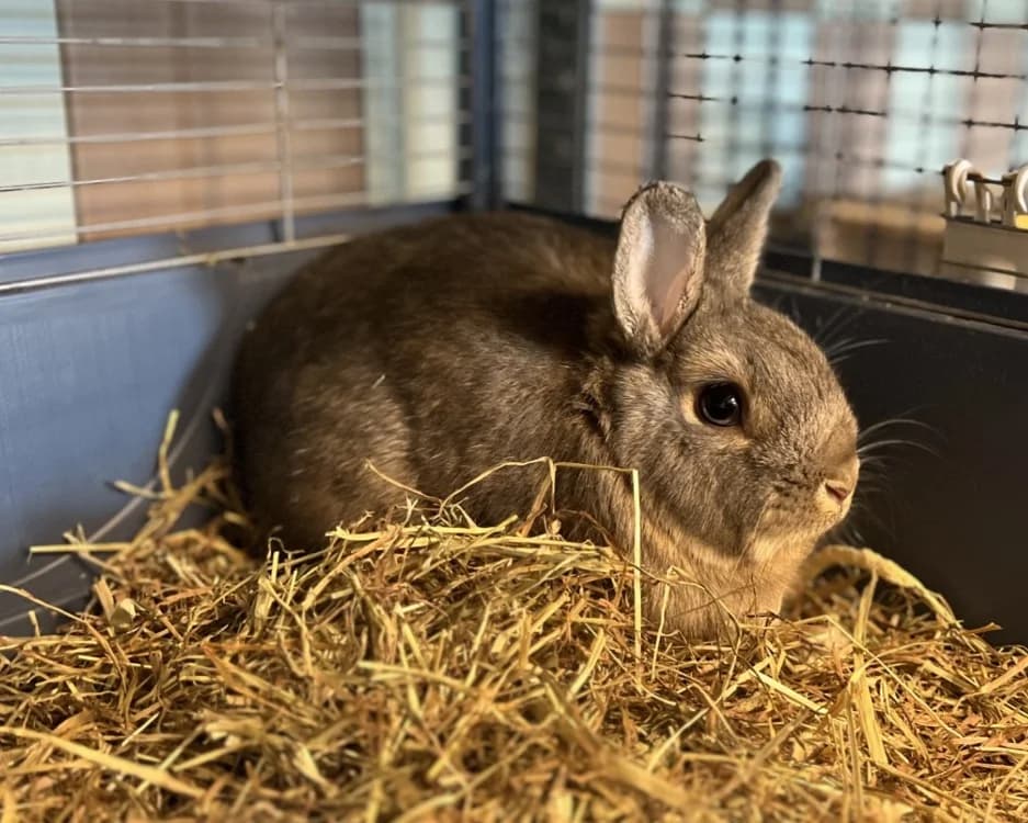 TRIXIE, male mixed breed for adoption at SPA Gennevilliers (Grammont), Gennevilliers