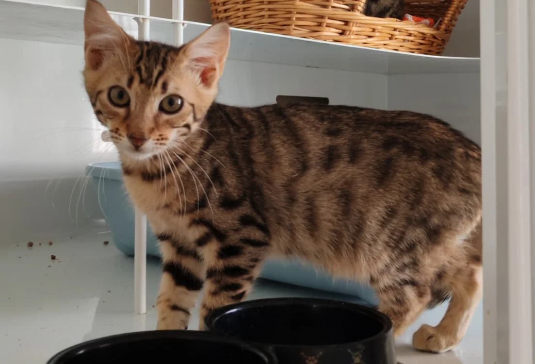FJORD, male Mixed Breed for adoption at SPA Gennevilliers (Grammont), Gennevilliers