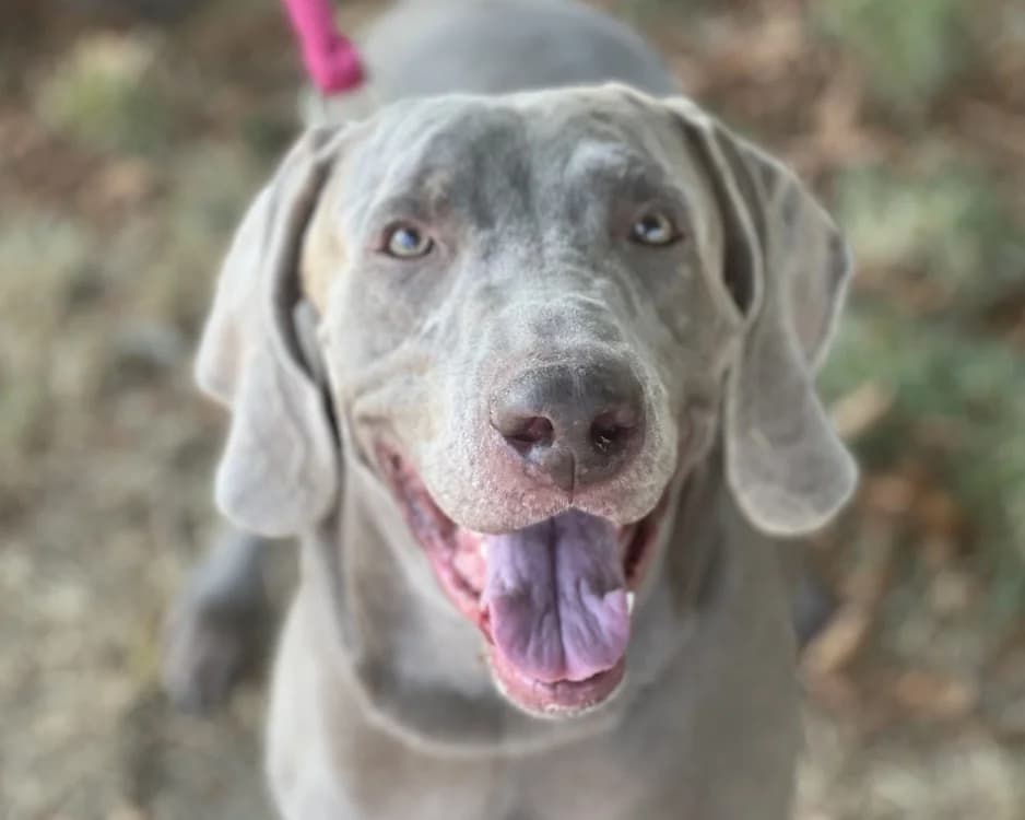 RMARX, male 5yo Pointer for adoption at SPA Gennevilliers (Grammont), Gennevilliers