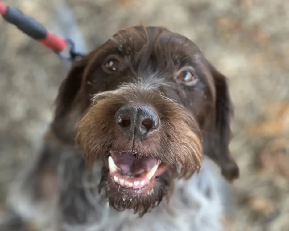 MUSE, female senior mixed breed for adoption at SPA Gennevilliers (Grammont), Gennevilliers