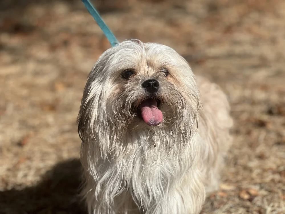 BAZOU, male young Bichon Frisé for adoption at SPA Gennevilliers (Grammont), Gennevilliers