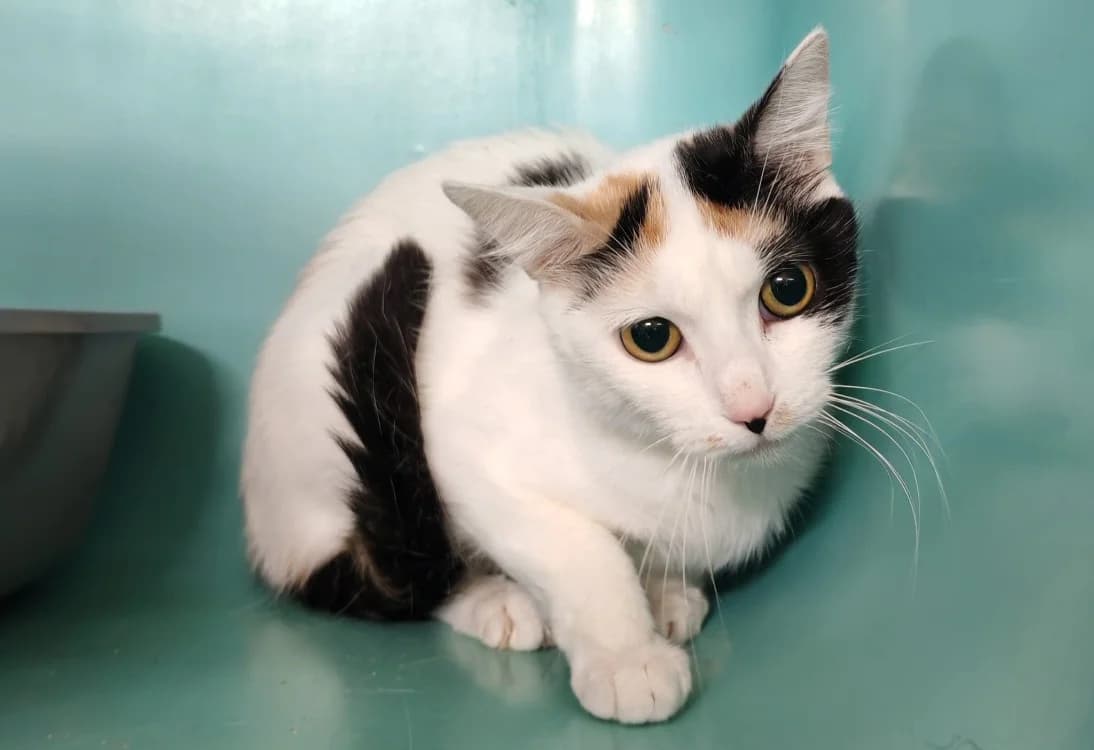 BIANCA, female young Mixed Breed for adoption at SPA Gennevilliers (Grammont), Gennevilliers