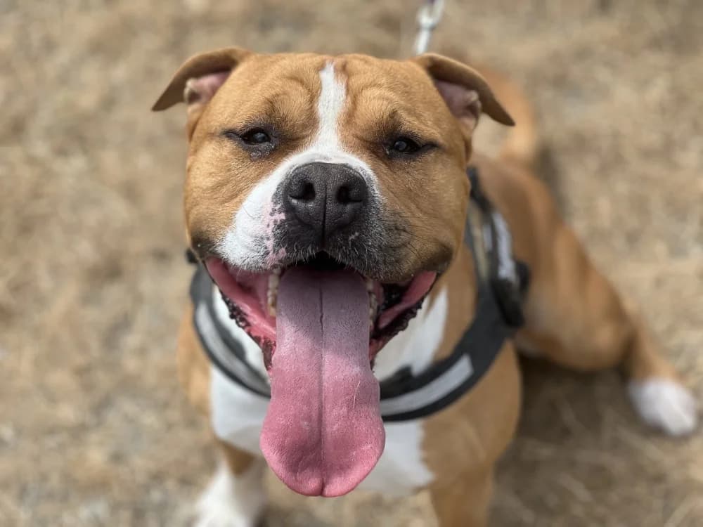 PACO, male 4yo mixed breed for adoption at SPA Gennevilliers (Grammont), Gennevilliers
