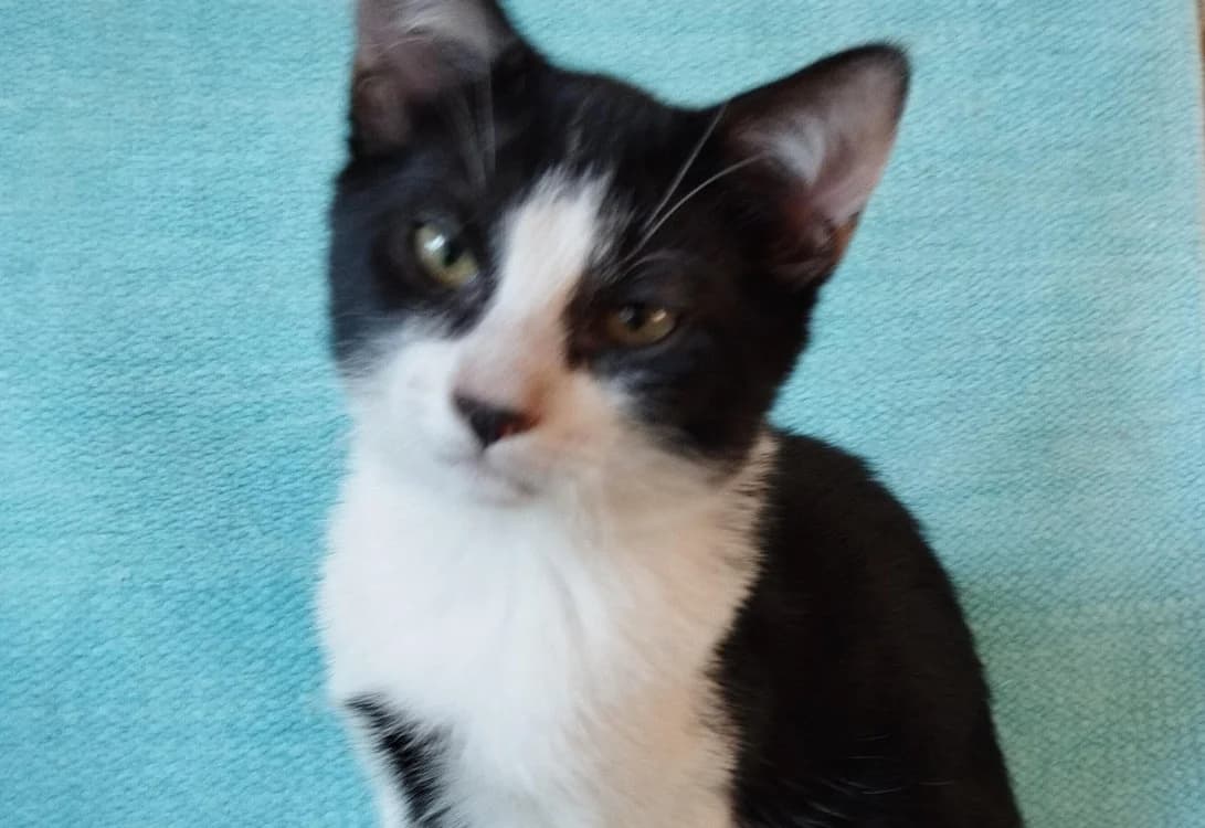TONY, male Mixed Breed for adoption at SPA Gennevilliers (Grammont), Gennevilliers