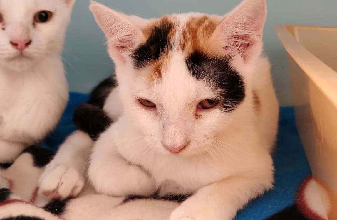 TALIA, female Mixed Breed for adoption at SPA Gennevilliers (Grammont), Gennevilliers