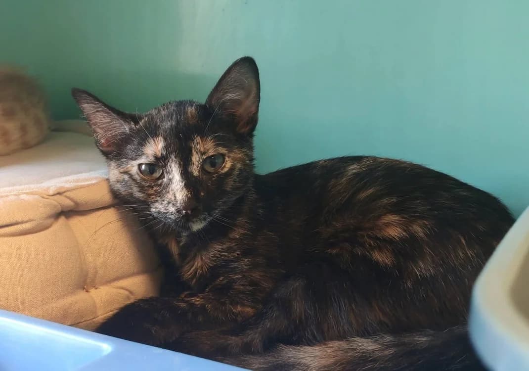 NOVA, female Mixed Breed for adoption at SPA Gennevilliers (Grammont), Gennevilliers