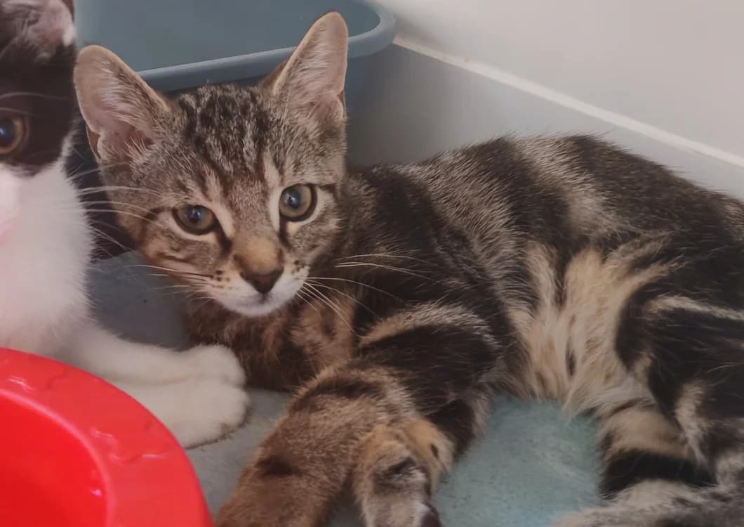 MISKITOKO, male Mixed Breed for adoption at SPA Gennevilliers (Grammont), Gennevilliers