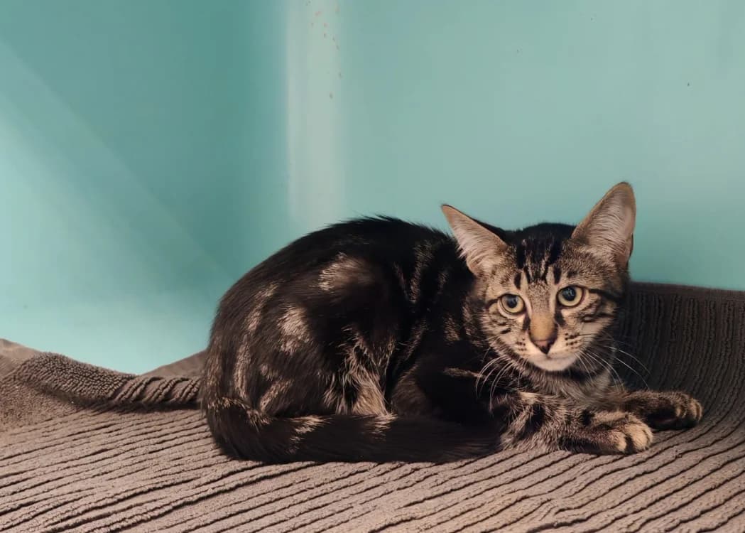 HELIAZ, male puppy Mixed Breed for adoption at SPA Gennevilliers (Grammont), Gennevilliers