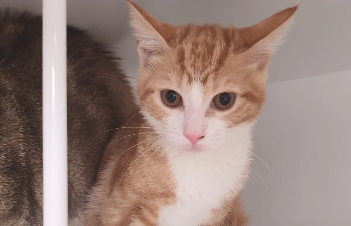 BABYBEL, male Mixed Breed for adoption at SPA Gennevilliers (Grammont), Gennevilliers