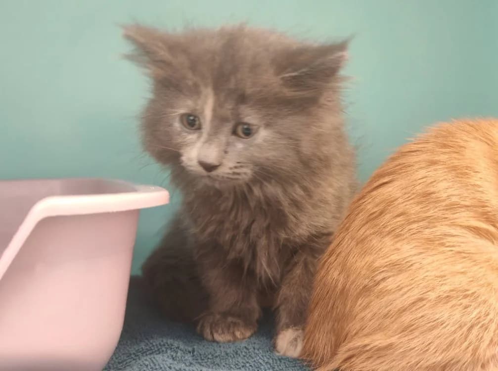 MIGNON, female Mixed Breed for adoption at SPA Gennevilliers (Grammont), Gennevilliers