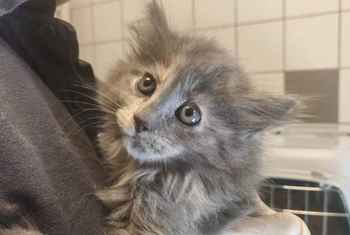 CHOU, female mixed breed for adoption at SPA Gennevilliers (Grammont), Gennevilliers