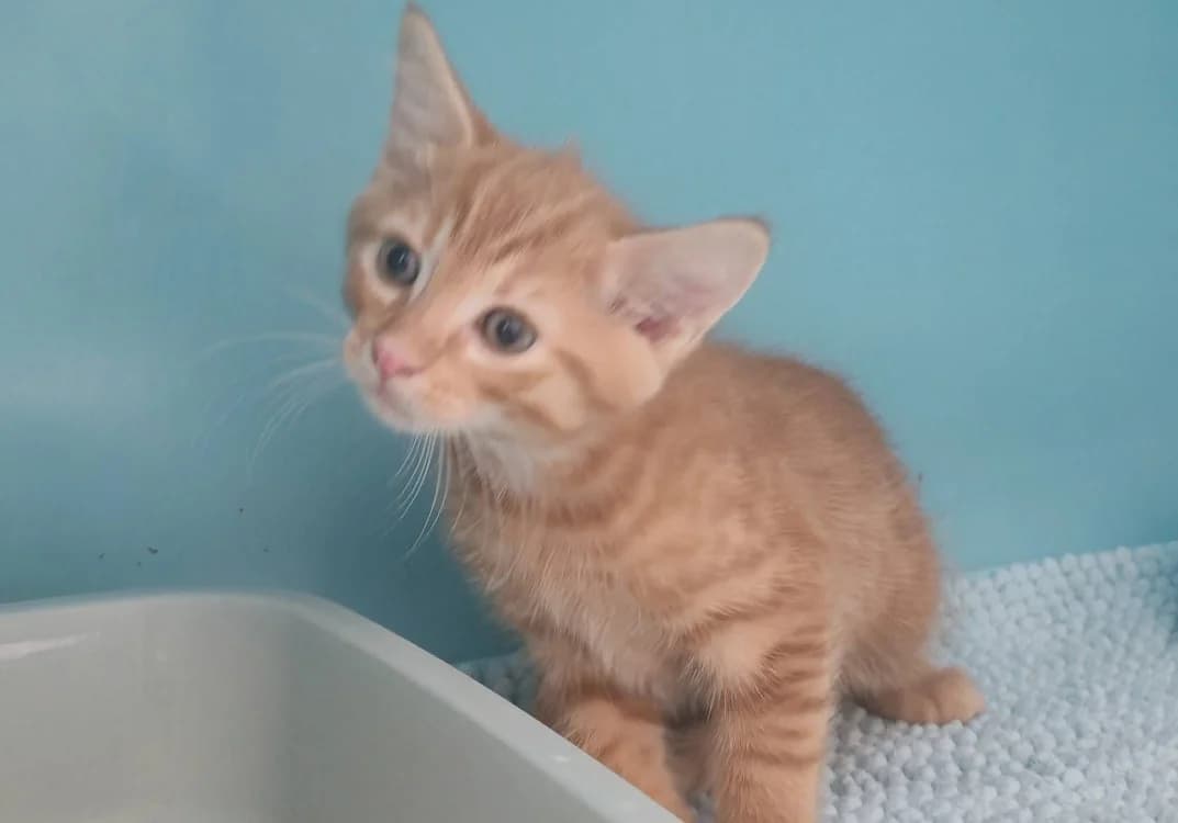 CHARMANT, male Mixed Breed for adoption at SPA Gennevilliers (Grammont), Gennevilliers
