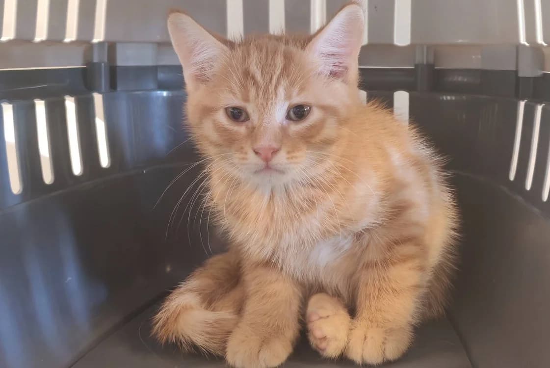 CRAQUANT, male puppy Mixed Breed for adoption at SPA Gennevilliers (Grammont), Gennevilliers