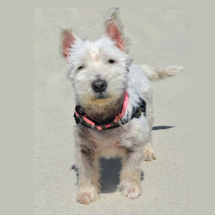 MICKEY, male senior mixed breed for adoption at SPA Gennevilliers (Grammont), Gennevilliers