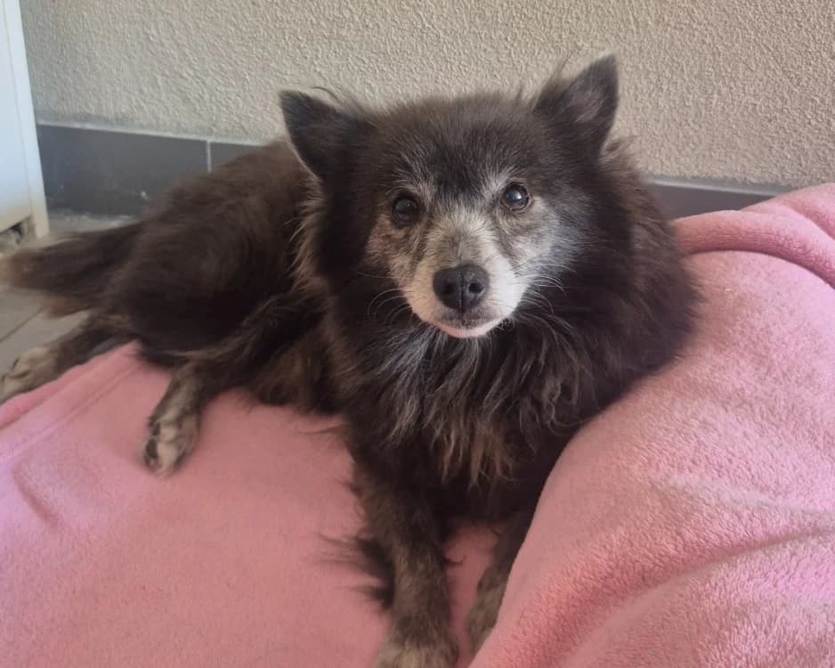 LASSIE, female senior mixed breed for adoption at SPA Gennevilliers (Grammont), Gennevilliers