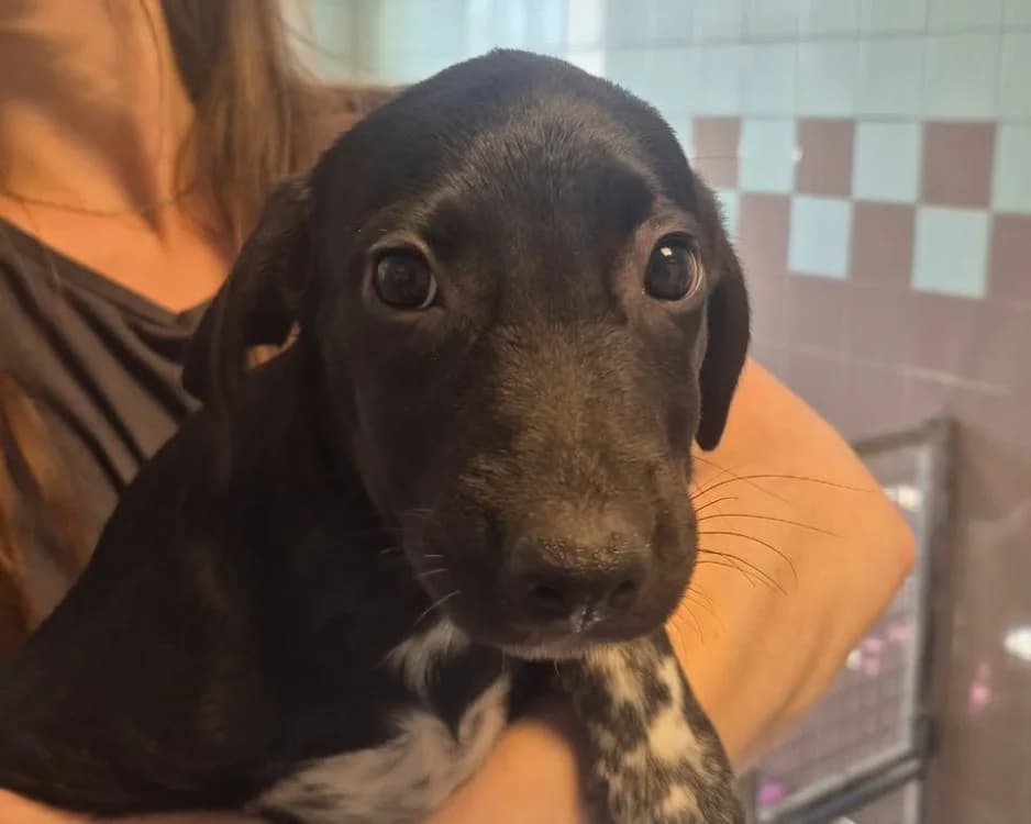 ALIX, female mixed breed for adoption at SPA Gennevilliers (Grammont), Gennevilliers