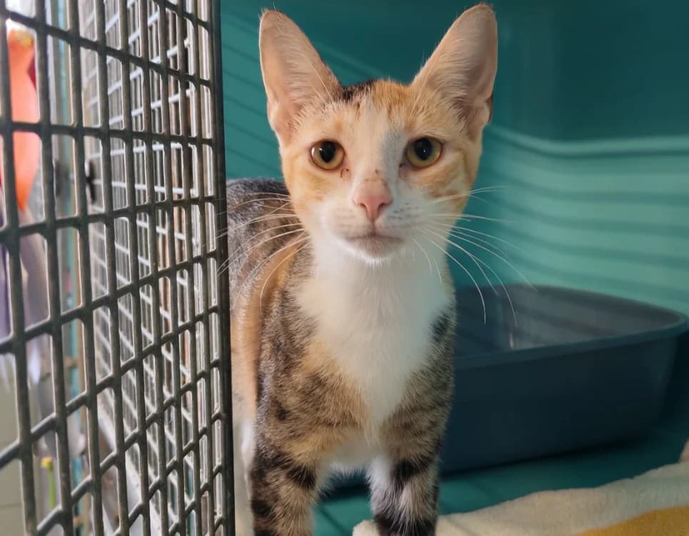 SATURNE, female young Mixed Breed for adoption at SPA Gennevilliers (Grammont), Gennevilliers