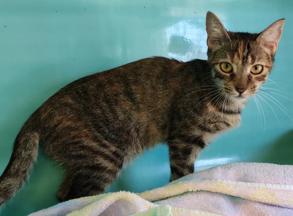 TIMOUN, female Mixed Breed for adoption at SPA Gennevilliers (Grammont), Gennevilliers
