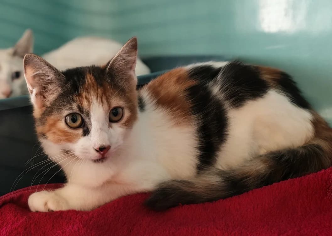GLOSS, female puppy Mixed Breed for adoption at SPA Gennevilliers (Grammont), Gennevilliers