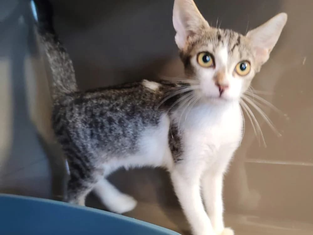 MISTY, female puppy mixed breed for adoption at SPA Gennevilliers (Grammont), Gennevilliers