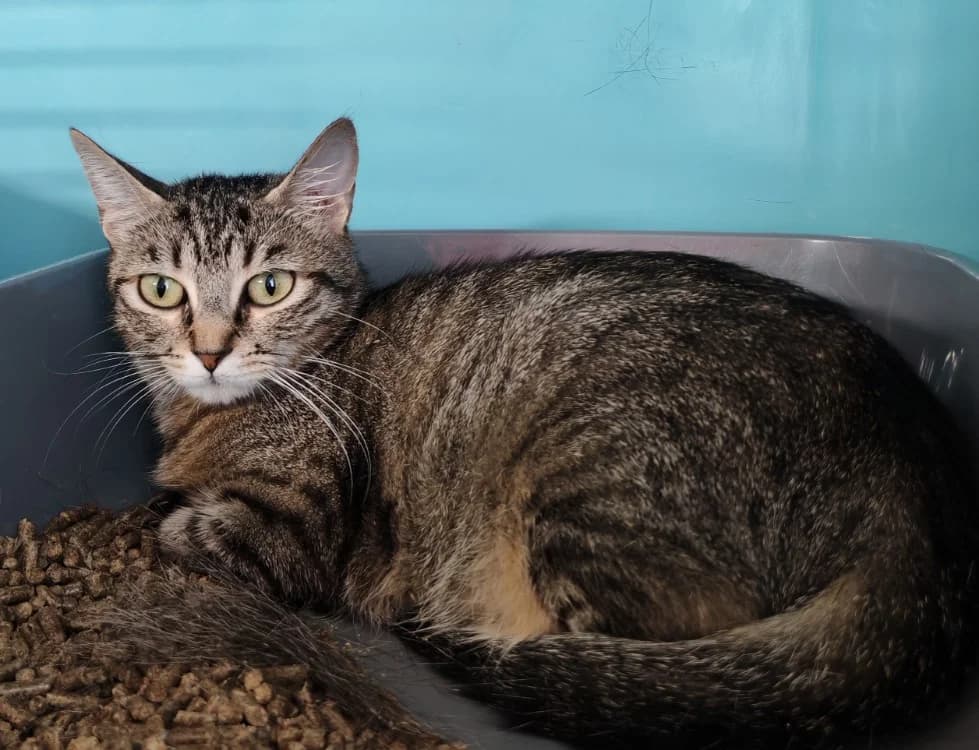 RACLETTE, female Mixed Breed for adoption at SPA Gennevilliers (Grammont), Gennevilliers