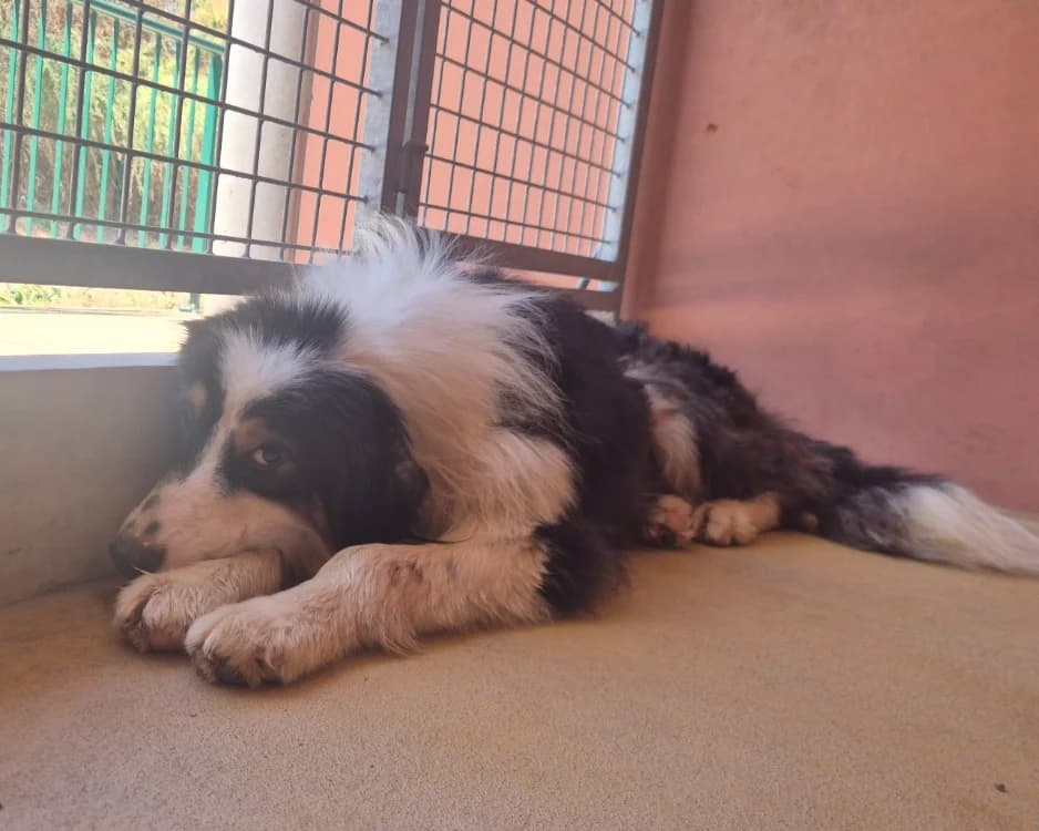 TIMMY, male young Australian Shepherd for adoption at SPA Gennevilliers (Grammont), Gennevilliers