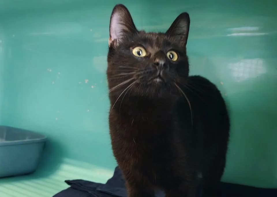 PISTOUILLE, female young Mixed Breed for adoption at SPA Gennevilliers (Grammont), Gennevilliers
