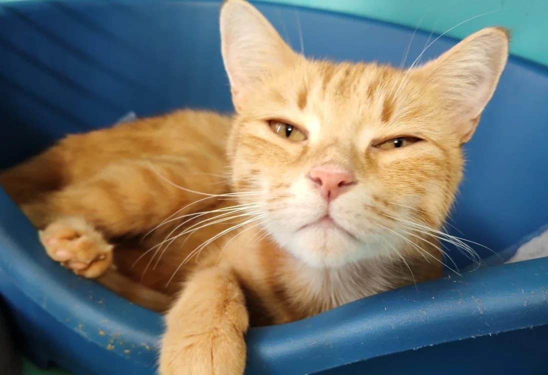 MIMI, female 3yo mixed breed for adoption at SPA Gennevilliers (Grammont), Gennevilliers