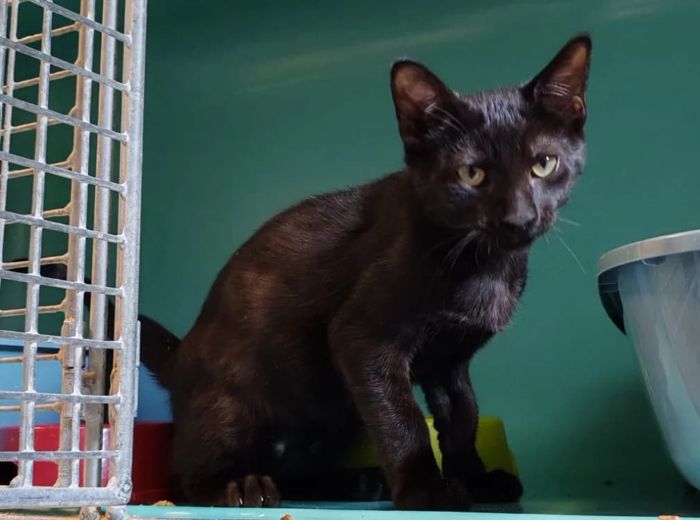 MROUFISTOUILLE, male Mixed Breed for adoption at SPA Gennevilliers (Grammont), Gennevilliers