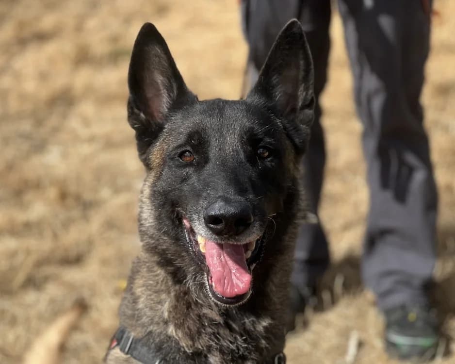 BRASKO, male 7yo Belgian Malinois for adoption at SPA Gennevilliers (Grammont), Gennevilliers