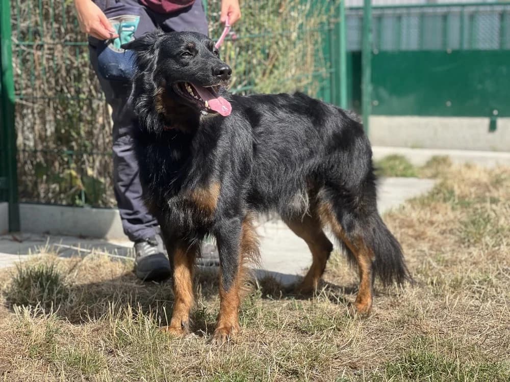 KRUSTY, male 3yo Mixed Breed for adoption at SPA Gennevilliers (Grammont), Gennevilliers