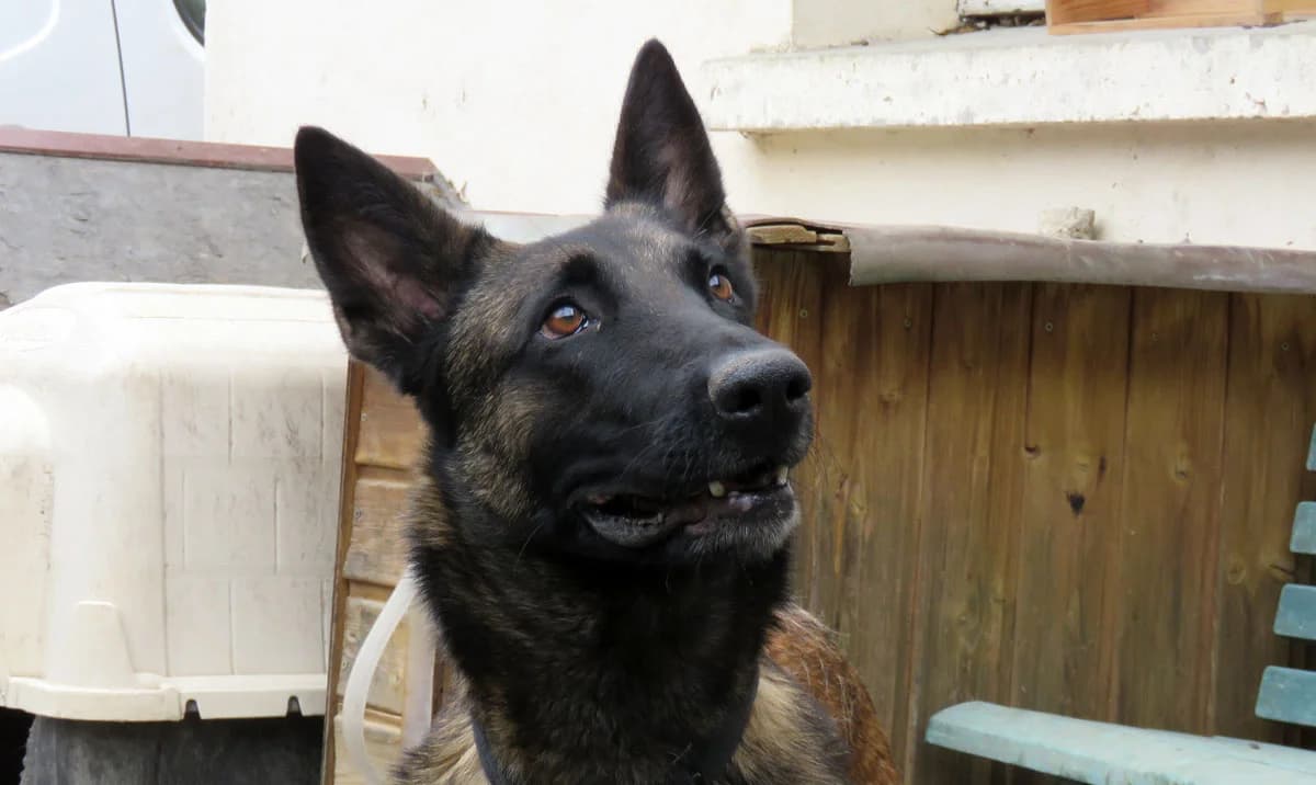 Maya, female senior Belgian Malinois for adoption at SPA Gennevilliers (Grammont), Gennevilliers