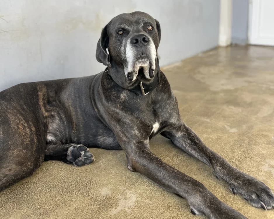 PABLO, male 7yo Cane Corso for adoption at SPA Gennevilliers (Grammont), Gennevilliers